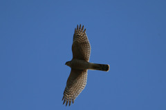 秋の日差しを浴びて