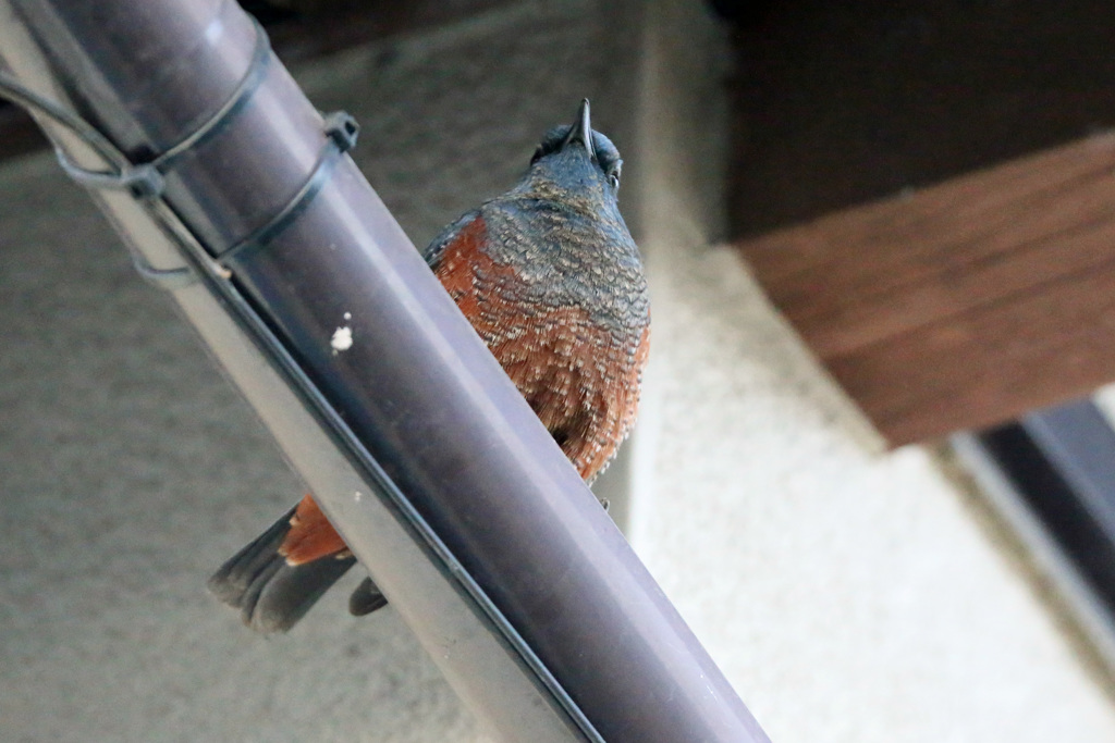 隣の家にイソヒヨドリその2