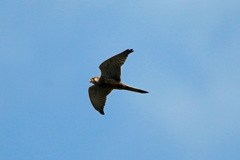 チョウゲンボウ-3