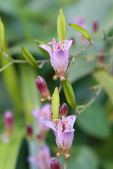 ほーほけきょ♪