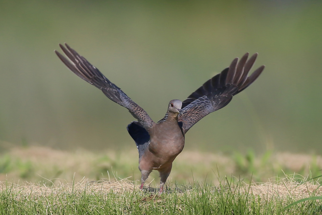 キジバトコマ送り-1