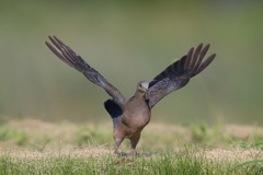 キジバトコマ送り-1