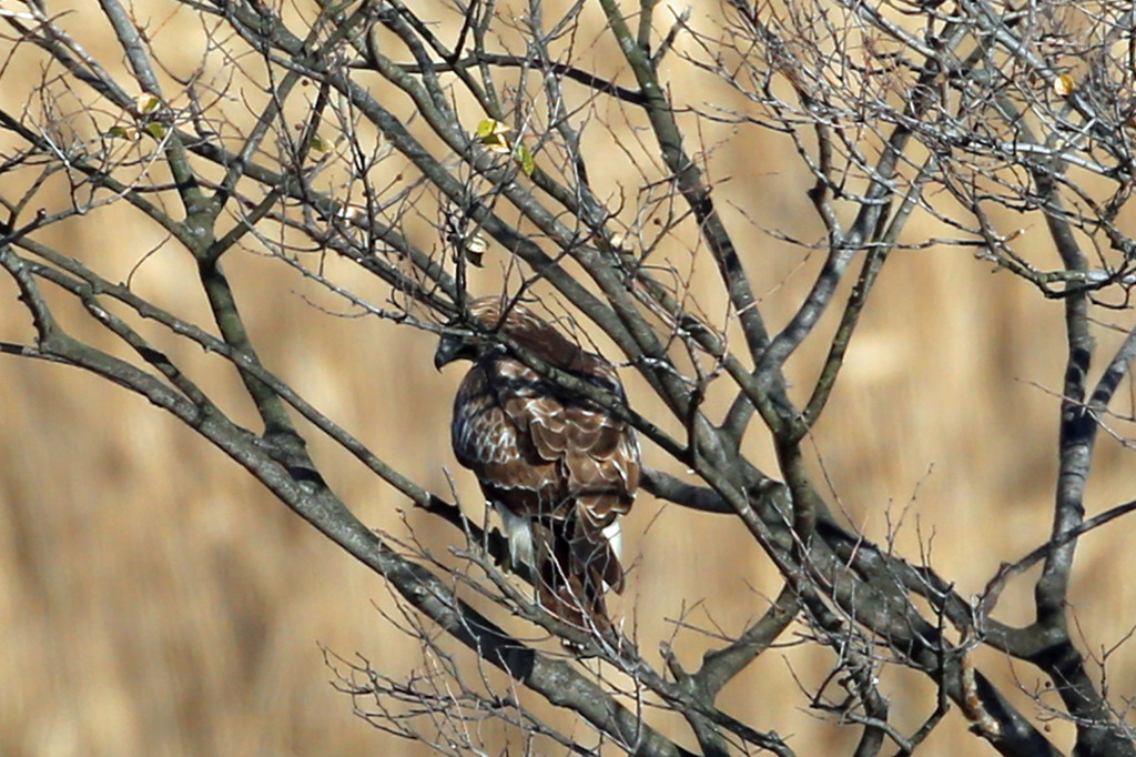 ノスリさんコマ送り到着