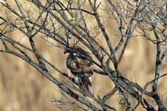 ノスリさんコマ送り到着