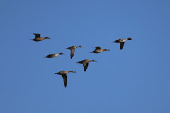 青空とオナガガモ
