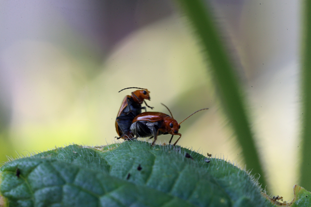 あなたはどちらん?