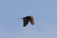 オオタカ成鳥？-3