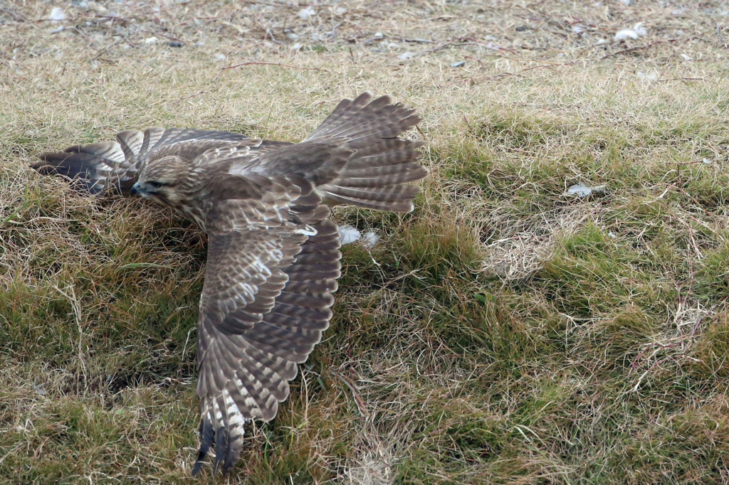 地を這うノスリさん