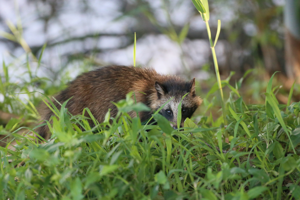 レンズ気になる
