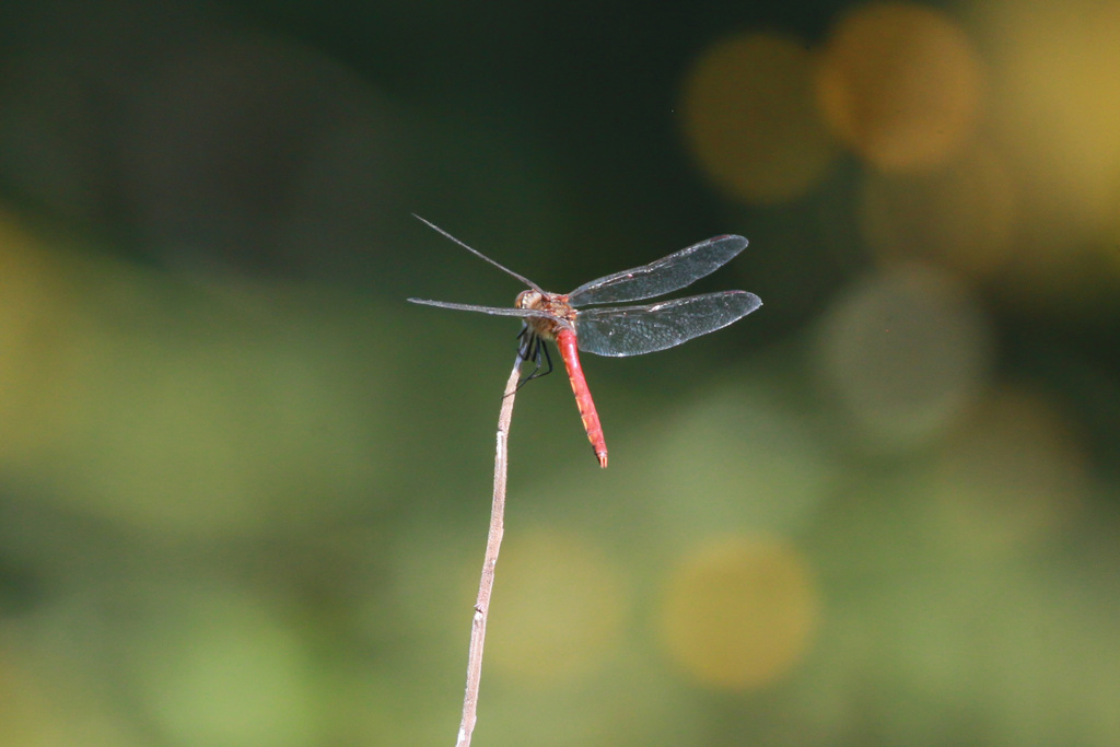 夕焼～け小焼け～の♬