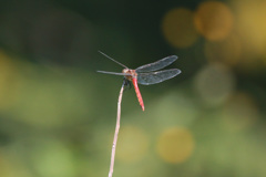 夕焼～け小焼け～の♬