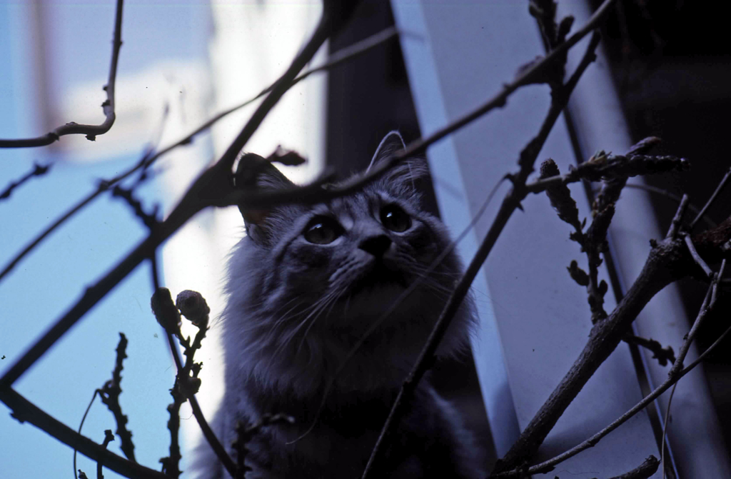 にゃにゃのポートレート-2