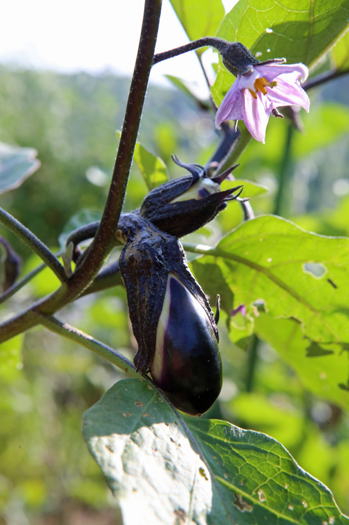 明日食べるかな