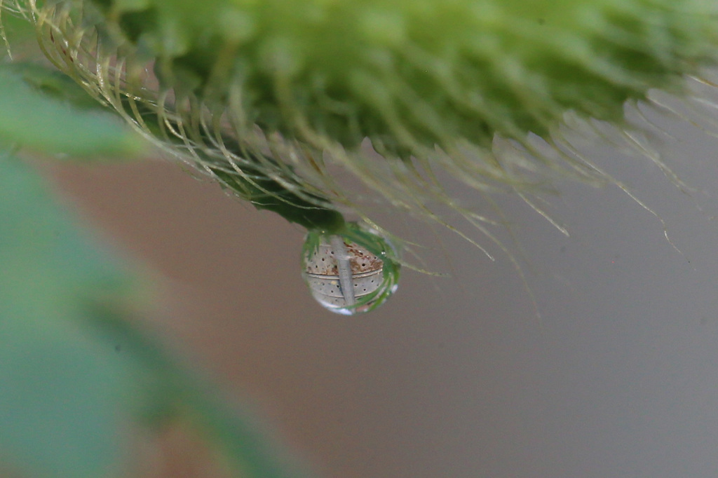 水滴の中に足場板