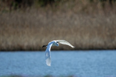 ダイサギお疲れモード