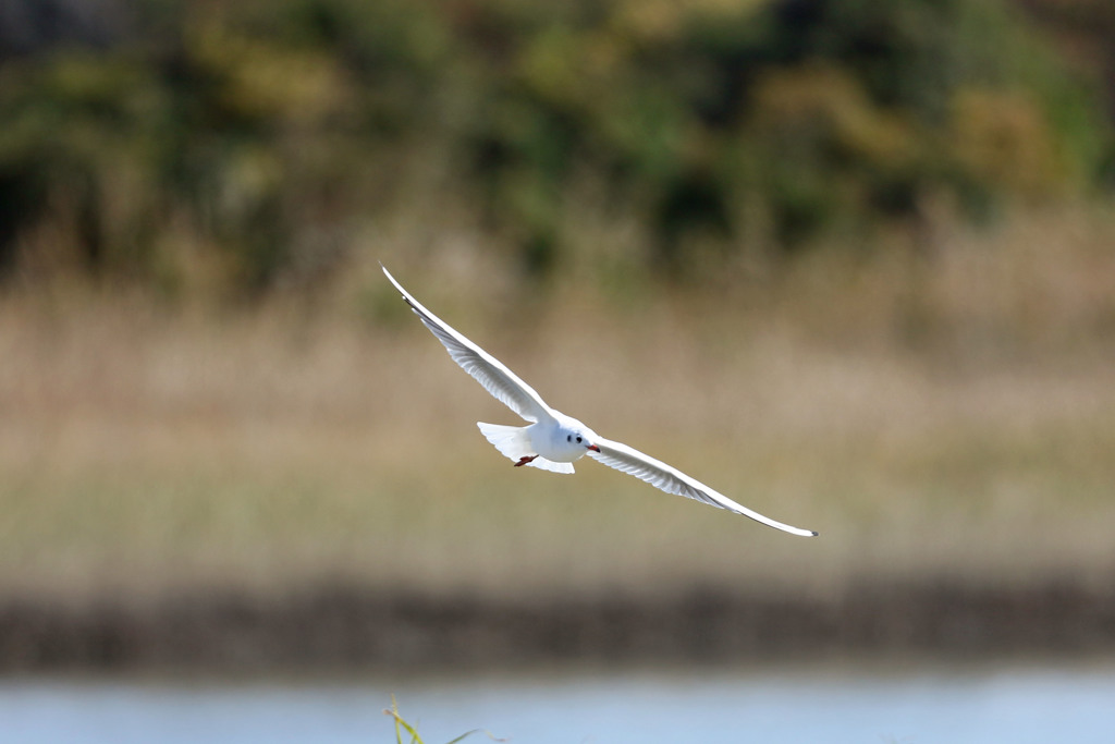 ユリカモメセーフ