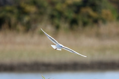 ユリカモメセーフ