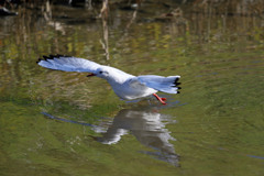 ユリカモメ飛び出しその3