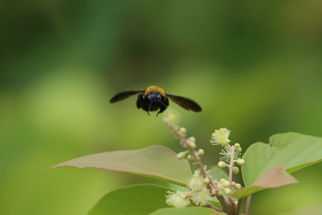 ホバリングに見えるかな