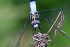 こんな目してます