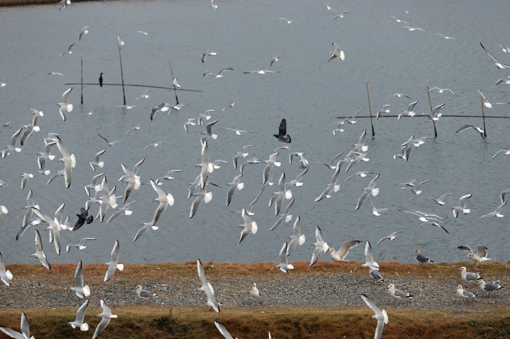 ゆりかもめさん団体飛行-3
