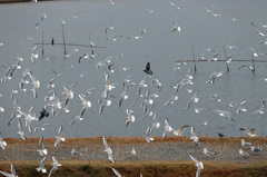 ゆりかもめさん団体飛行-3