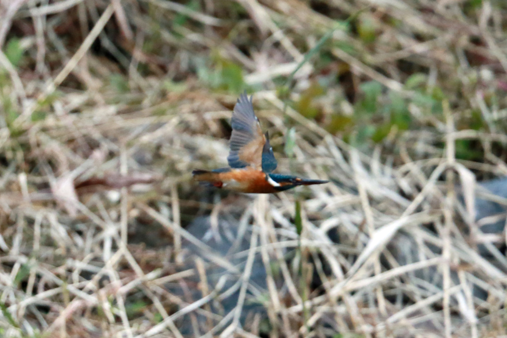 カワセミ飛行中