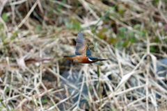 カワセミ飛行中