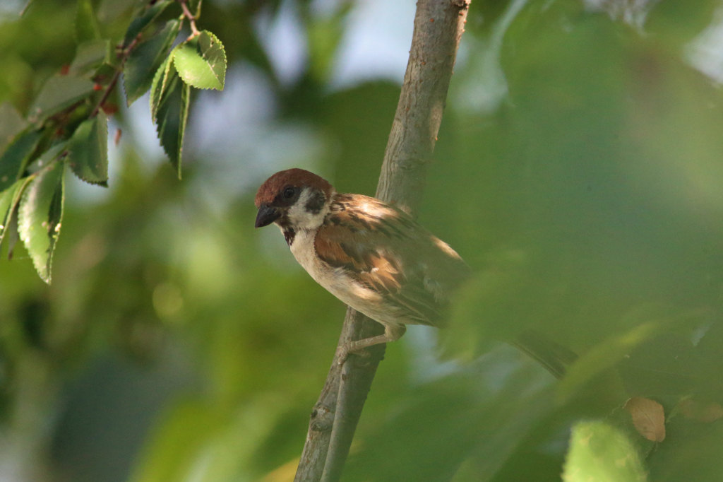 そこ涼しいかい?