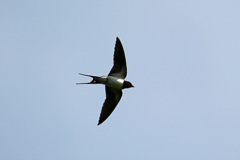 ツバメ飛行中-3