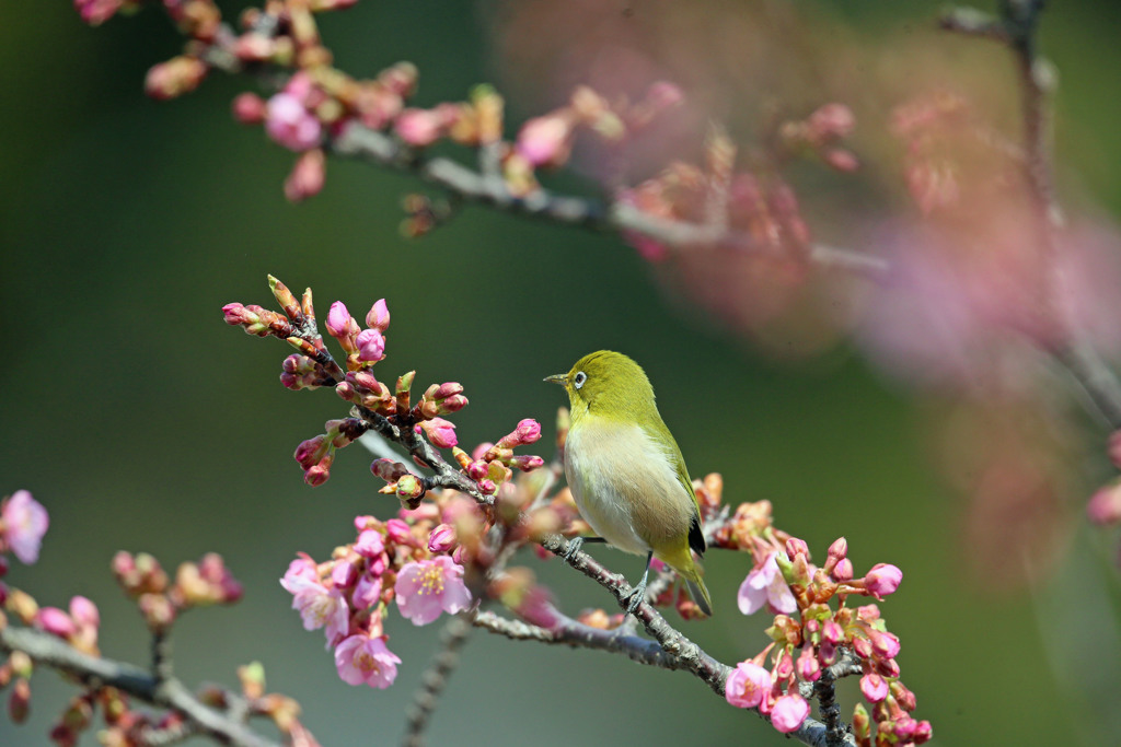 桜とメジロ