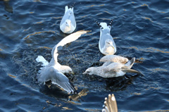 あきれるユリカモメさん