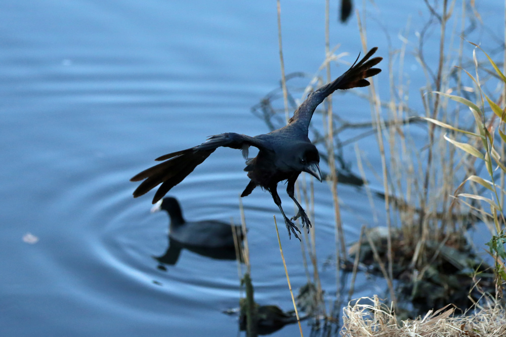 僕だってかっこいいでしょ