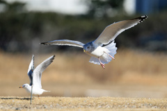 ユリカモメよける