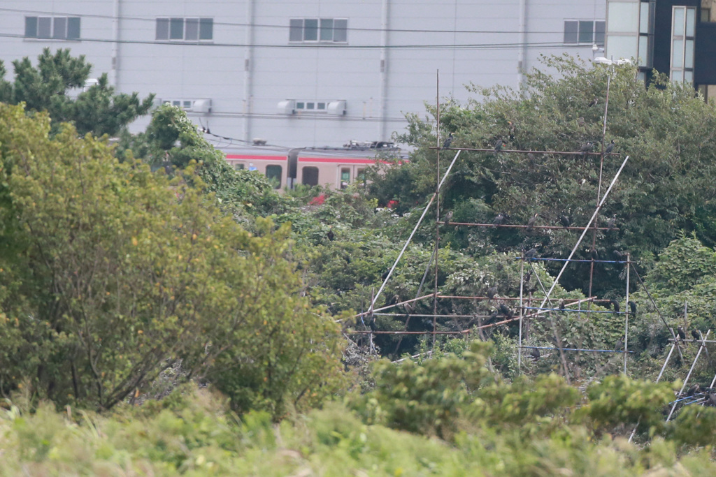 京王線とカワウの巣