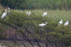 アオサギさんその場所違うでしょ