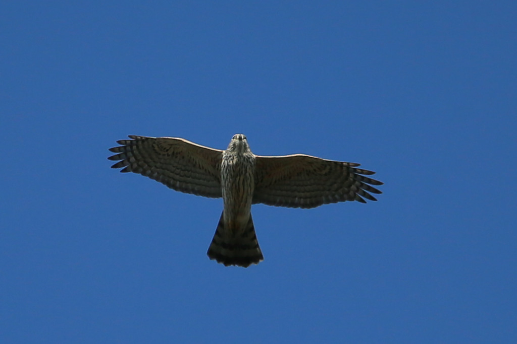 青空とオオタカ幼鳥