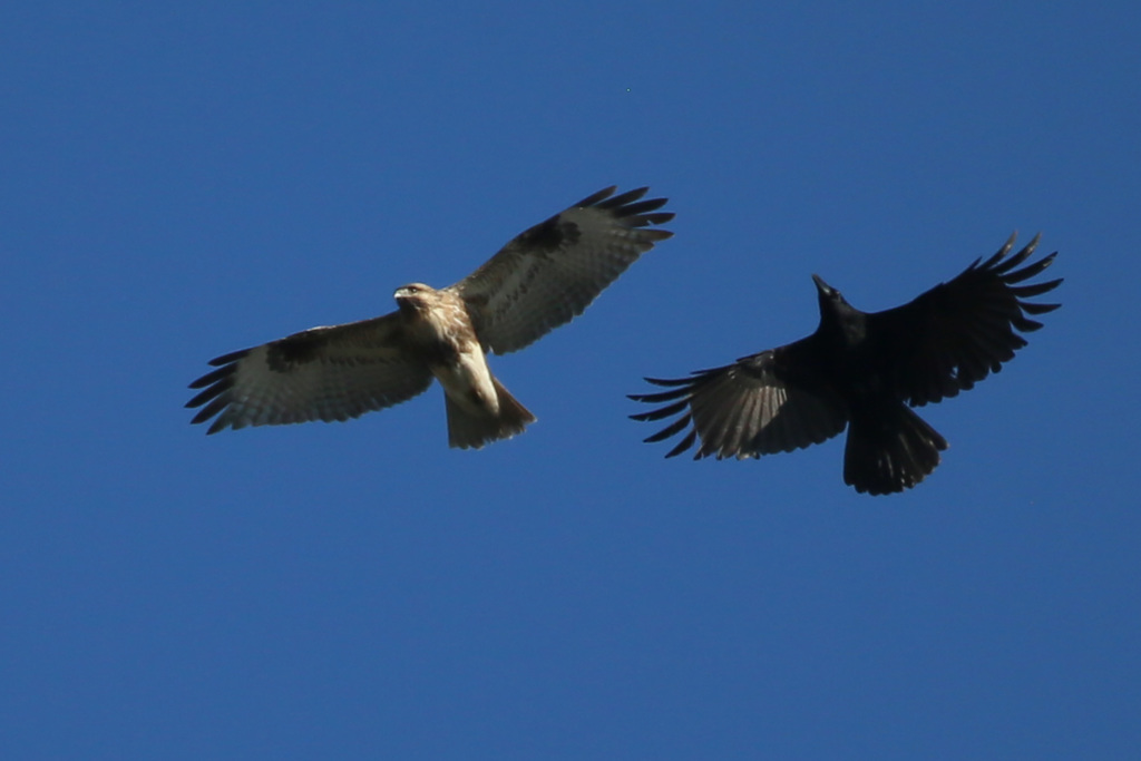 やっぱりカラスが強いのね-4
