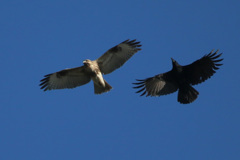 やっぱりカラスが強いのね-4