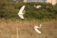 ダイサギシリーズ-6