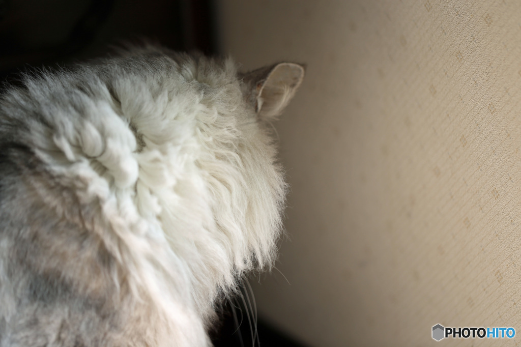 うなじはどこだ