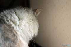 うなじはどこだ