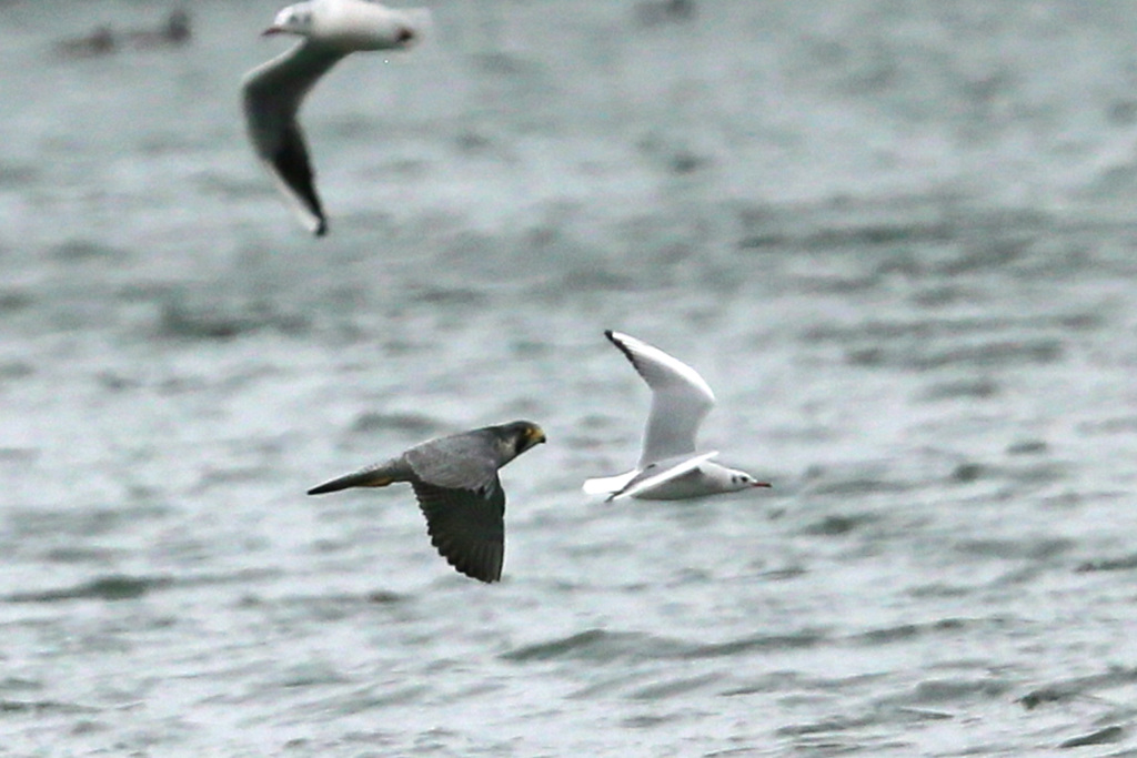 ユリカモメ逃げる