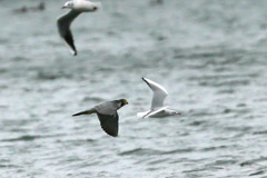 ユリカモメ逃げる