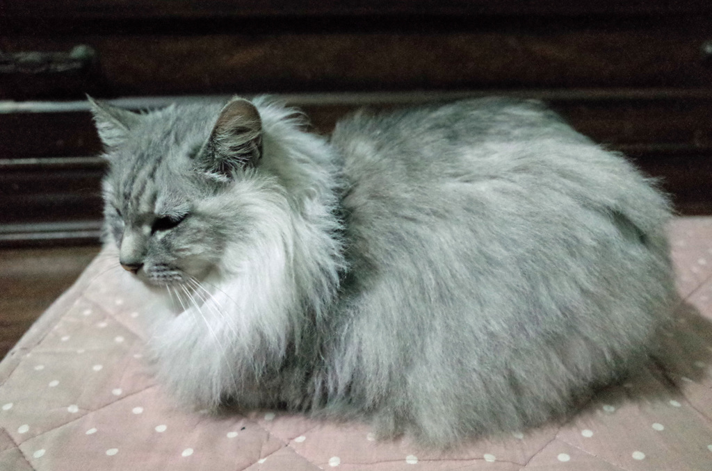 たてがみ凄いね