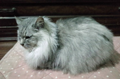 たてがみ凄いね