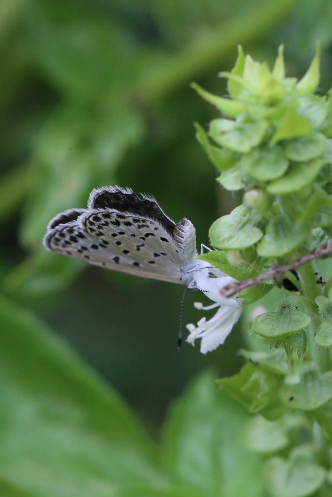 後ろ姿も綺麗です