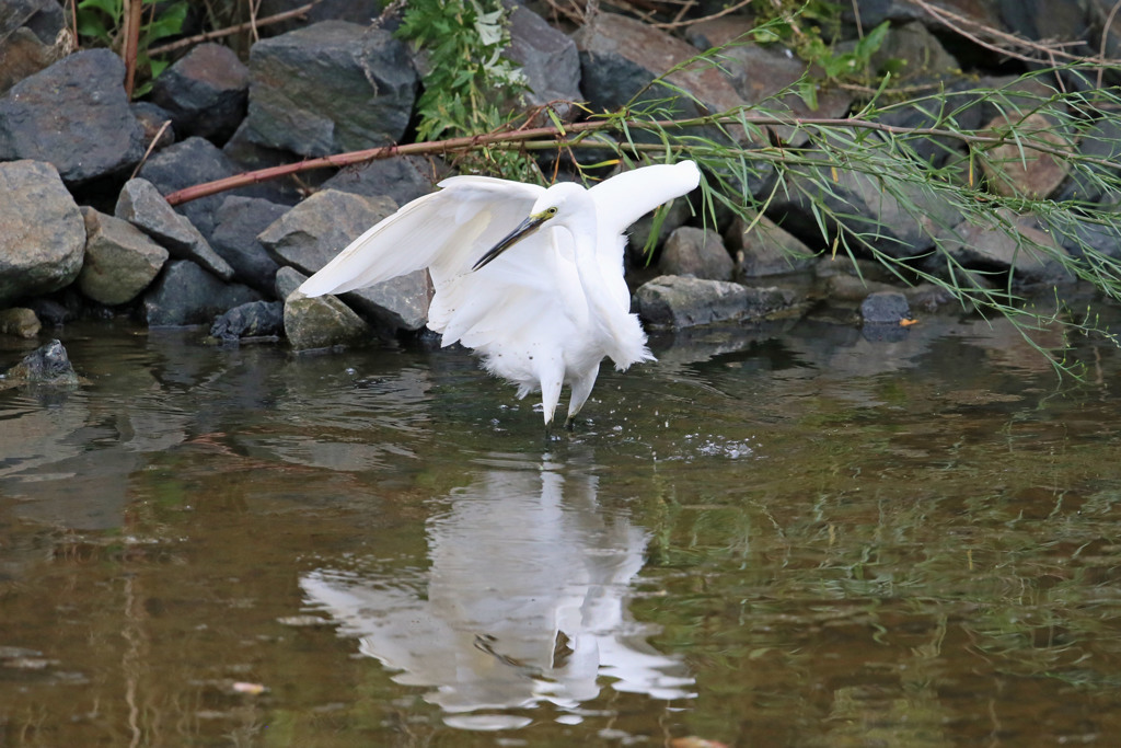 コサギのダンス
