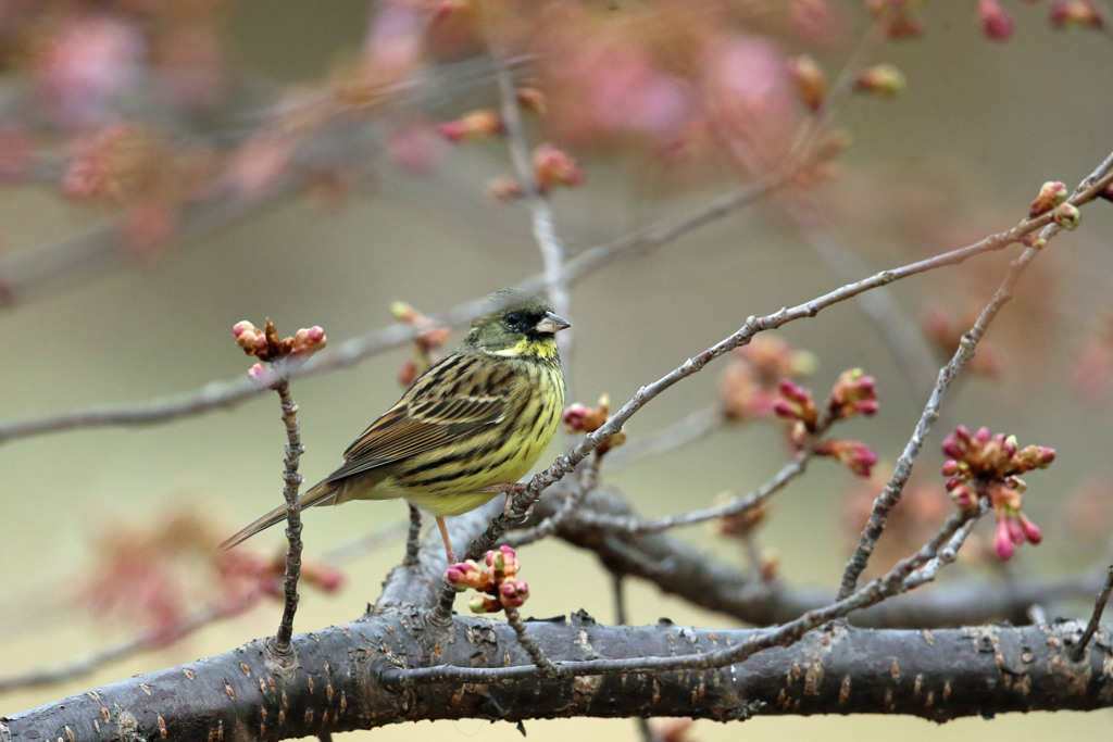 河津桜とアオジ君