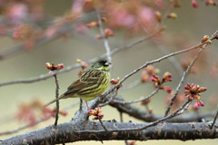 河津桜とアオジ君